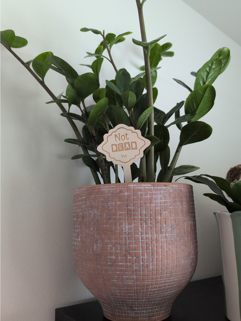 Cute & Funny Indoor Plant Quote Tags 4 pcs 🏷️ NWT